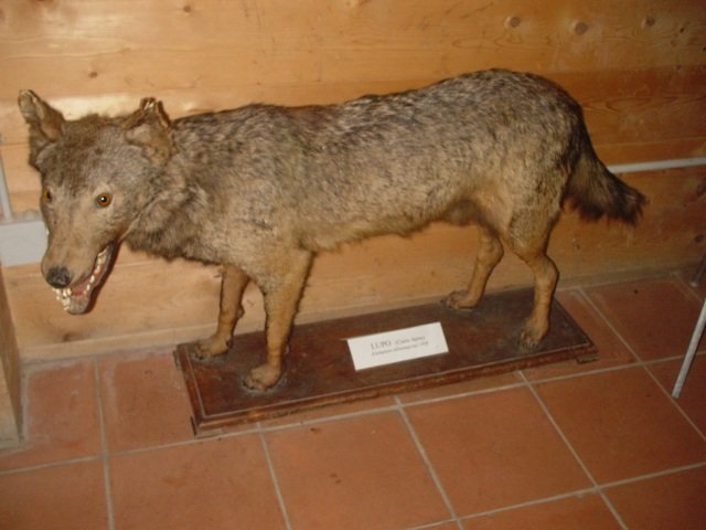 Il lupo